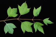 leafy shoot