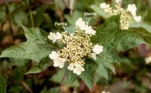 flower cluster and leaves