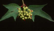 immature fruit and leaves