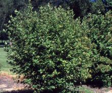 plant habit, summer