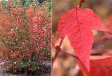 plant habit and leaf, fall