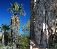plant habit