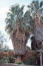 plant habit