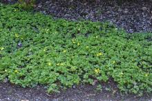 plant habit, spring