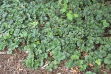 plant habit, after flowering