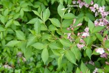 leaves and flowers