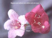 flower, anthers and stigma