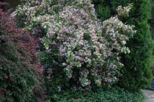 plant habit, flowering