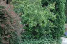 plant habit, after flowering
