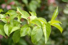 leaves and flower buds