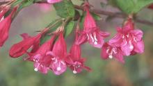 flowers, red cultivar