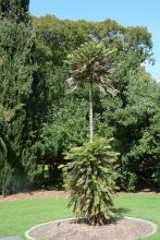 plant habit plant habit