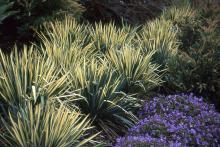plant habit, early fall plant habit, early fall