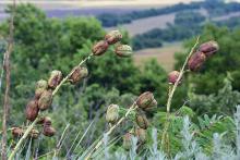 fruit pods, in habitat fruit pods, in habitat