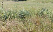 plant habit, late summer in native habitat (Kansas ) plant habit, late summer in native habitat (Kansas )