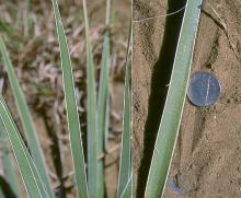 leaves leaves