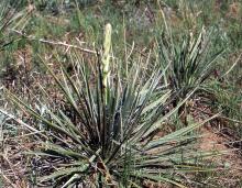 plant habit, start of spring flowering plant habit, start of spring flowering