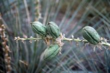 fruit pods fruit pods