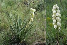 flower clusters, in habitat flower clusters, in habitat