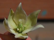 flower flower
