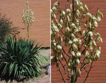 plant habit, flowering, and flower cluster plant habit, flowering, and flower cluster