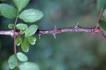 stem, leaflets, and spines