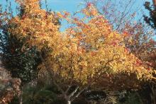 plant habit, fall