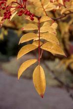 leaf and fruit