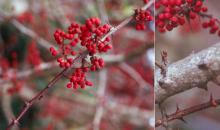fruit and spines, winter