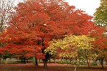 plant habit, fall plant habit, fall