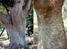 older tree trunk, bark older tree trunk, bark