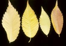 leaves, fall leaves, fall