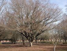 plant habit, winter plant habit, winter