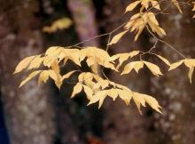 leafy shoots, fall