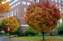 plant habit, fall plant habit, fall