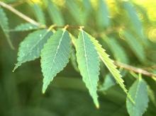 leaves leaves