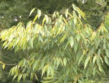 branches branches