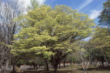 plant habit, spring plant habit, spring