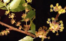 flower clusters and flowers, spring