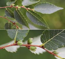 leaves and fruit, summer leaves and fruit, summer