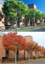 street scene, summer and fall street scene, summer and fall