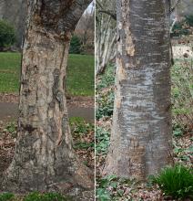 trunk, bark trunk, bark