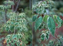 branch and leaves branch and leaves