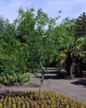 plant habit, summer
