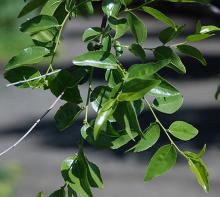 young shoots