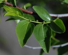 young leaves