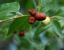 ripening fruit