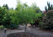 plant habit, fruiting