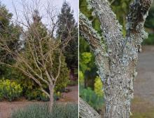 young tree and trunk (with lichens), winter