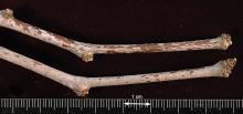 winter twigs and buds
